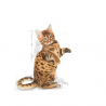 ROYAL SECOND AGE KITTEN STERILISED 2KG.