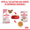 ROYAL CANIN KITTEN STERILIZED 85 GR GRAVY