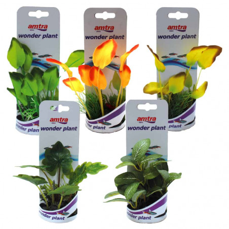 WONDER PLANT SERIES A 12-13 cm