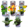 WONDER PLANT SERIES A 12-13 cm