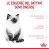 Royal Canin Cat Kitten 2 kg.