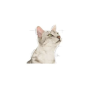 ROYAL CANIN SENSORY SMELL BOC.IN SALSA 85 GR.