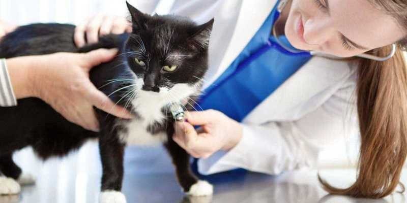 I prodotti curativi per la salute del vostro gatto