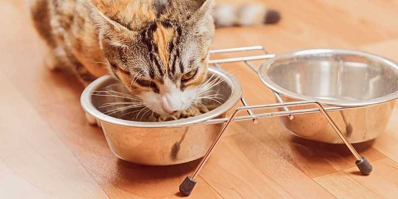 Le ciotole per il doppio contenuto degli alimenti del vostro cane