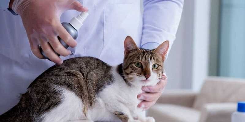 Gli spray dermatologici per la salute del vostro gatto