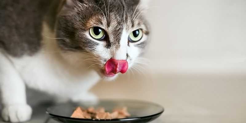 La dieta con alimenti umidi per il vostro gatto