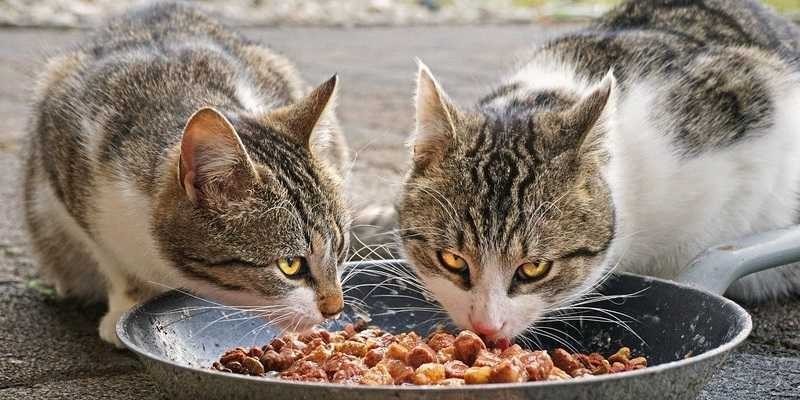L'alimentazione per il vostro gatto