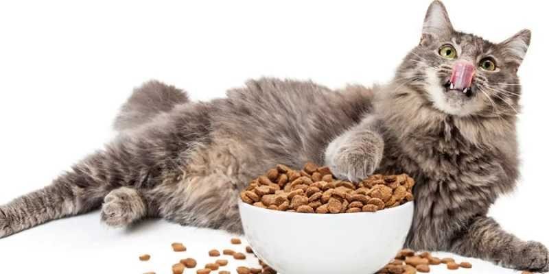 Il cibo secco per l'alimentazione del vostro gatto